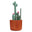 Cactus/Brown