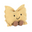 Farfalle