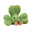 Siofra Shamrock