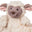 Lamb